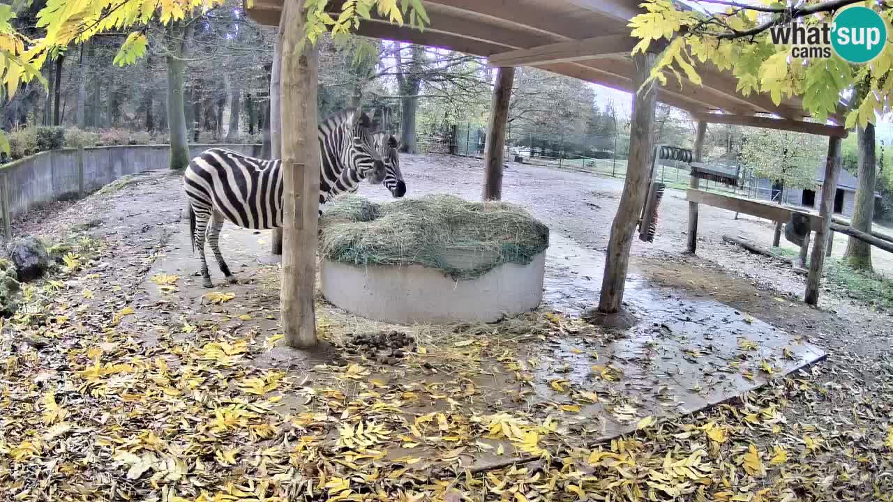 Le Zebre nello ZOO di Ljubljana – Slovenia Live webcam