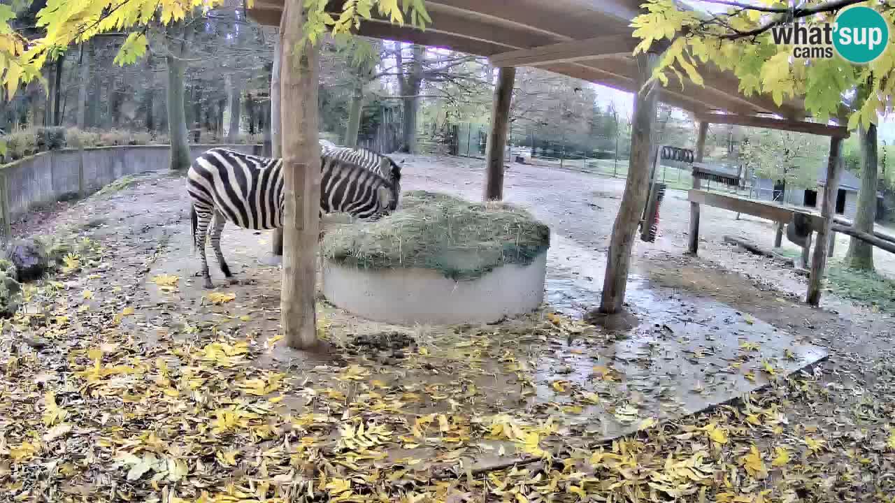 Le Zebre nello ZOO di Ljubljana – Slovenia Live webcam
