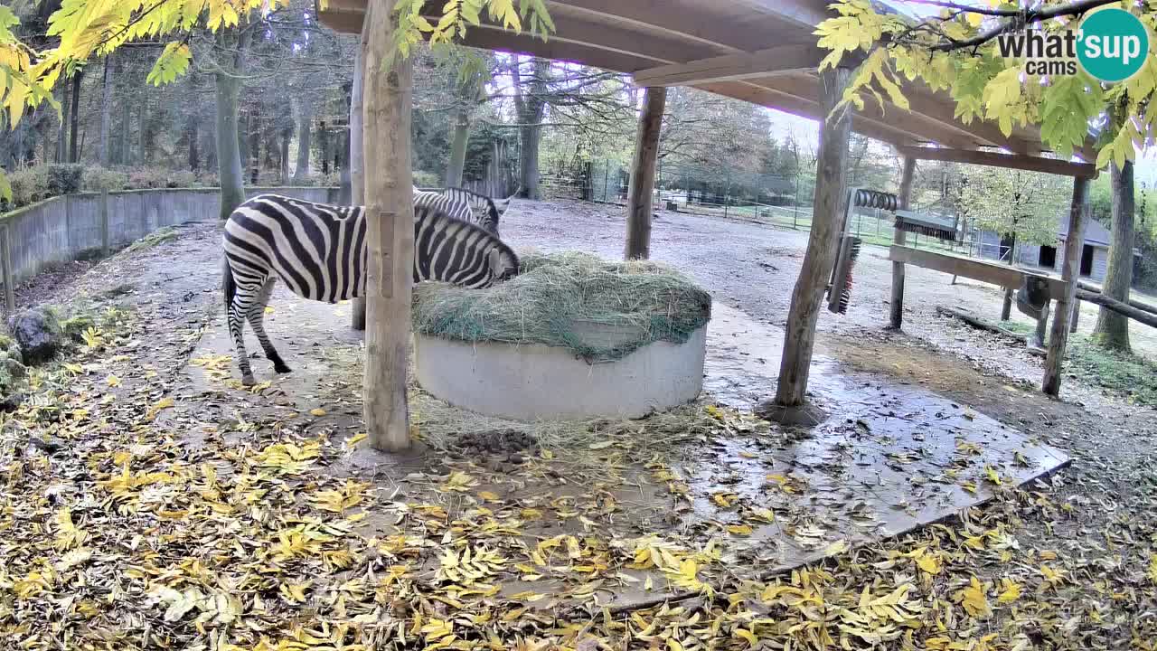 Le Zebre nello ZOO di Ljubljana – Slovenia Live webcam