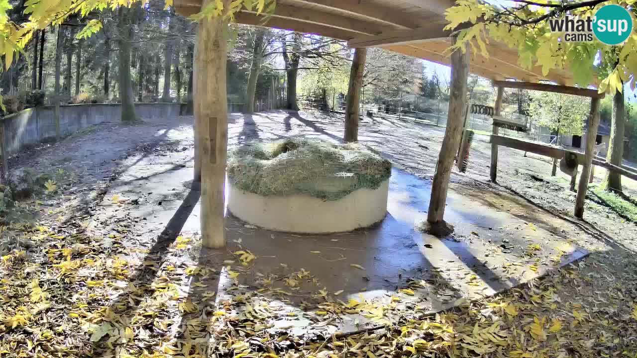 Camera en vivo Cebras in Ljubljana ZOO – Eslovenia