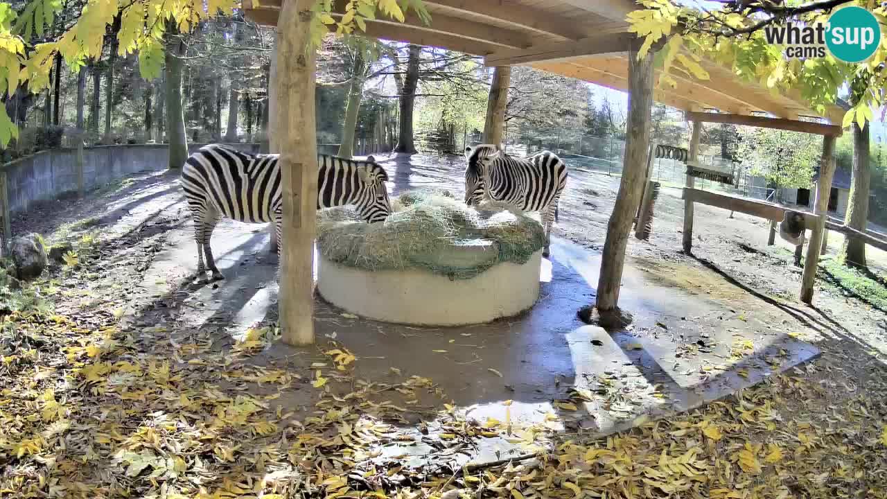 Live webcam Zebras in Ljubljana ZOO – Slovenia