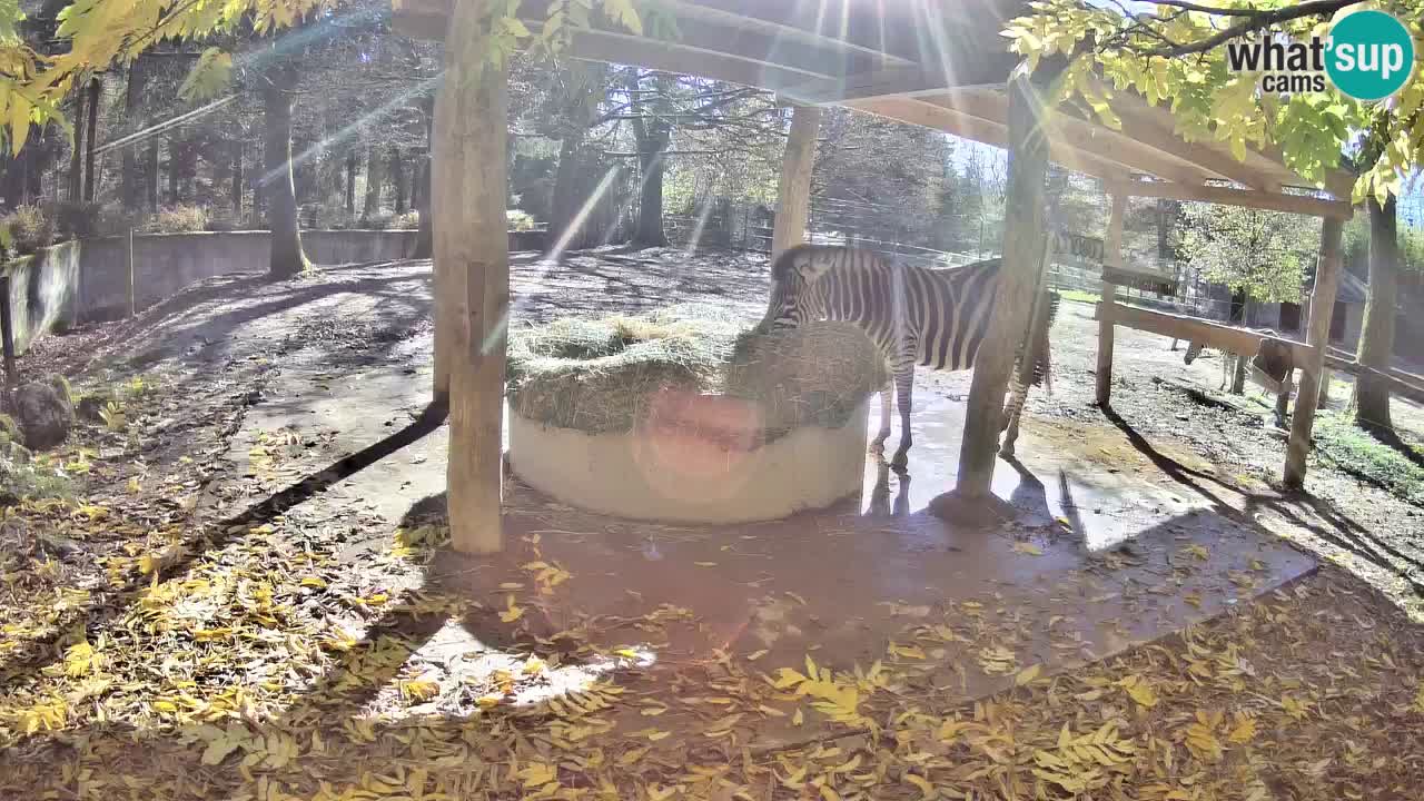 Live Webcam Zebras in Ljubljana ZOO – Slowenien
