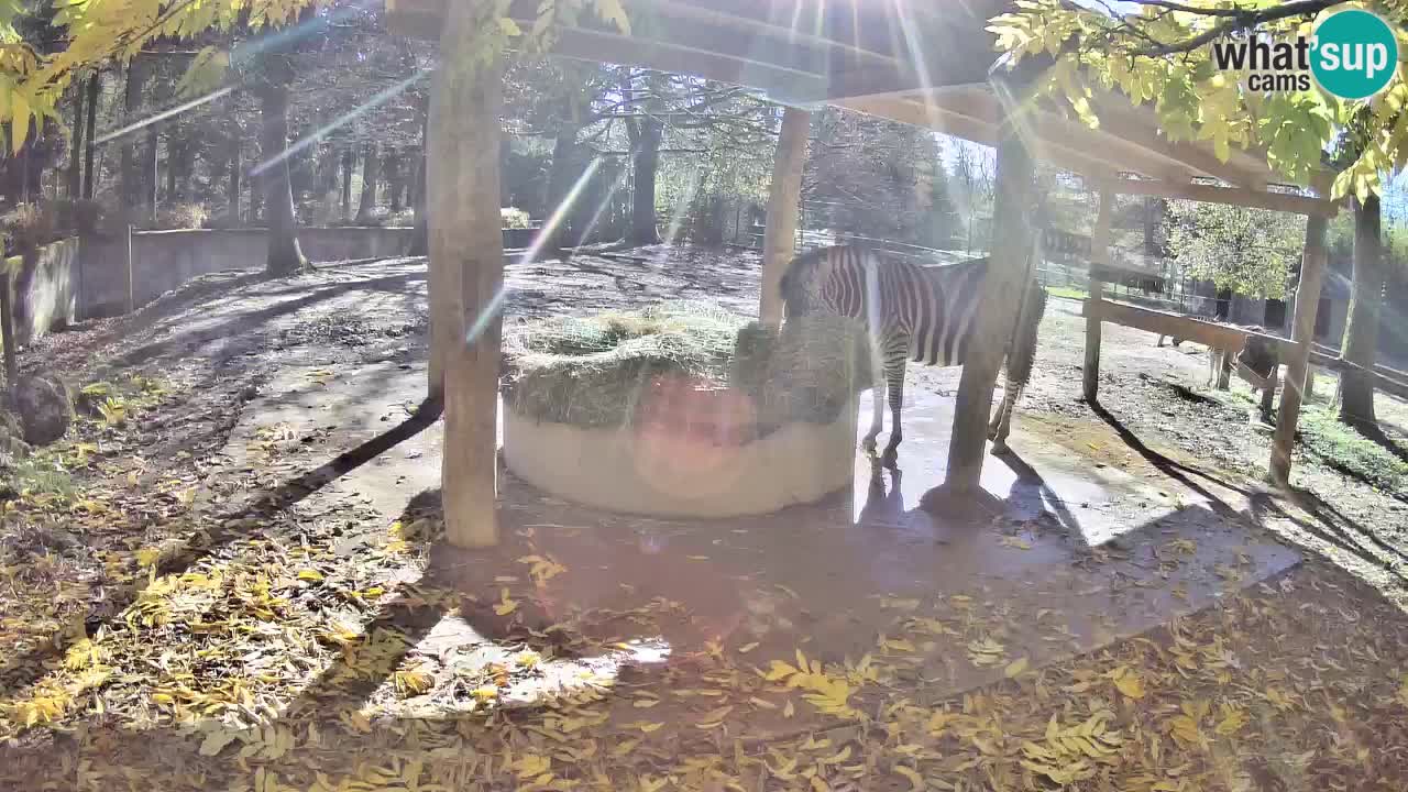 Live webcam Les zèbres in Ljubljana ZOO – Slovénie