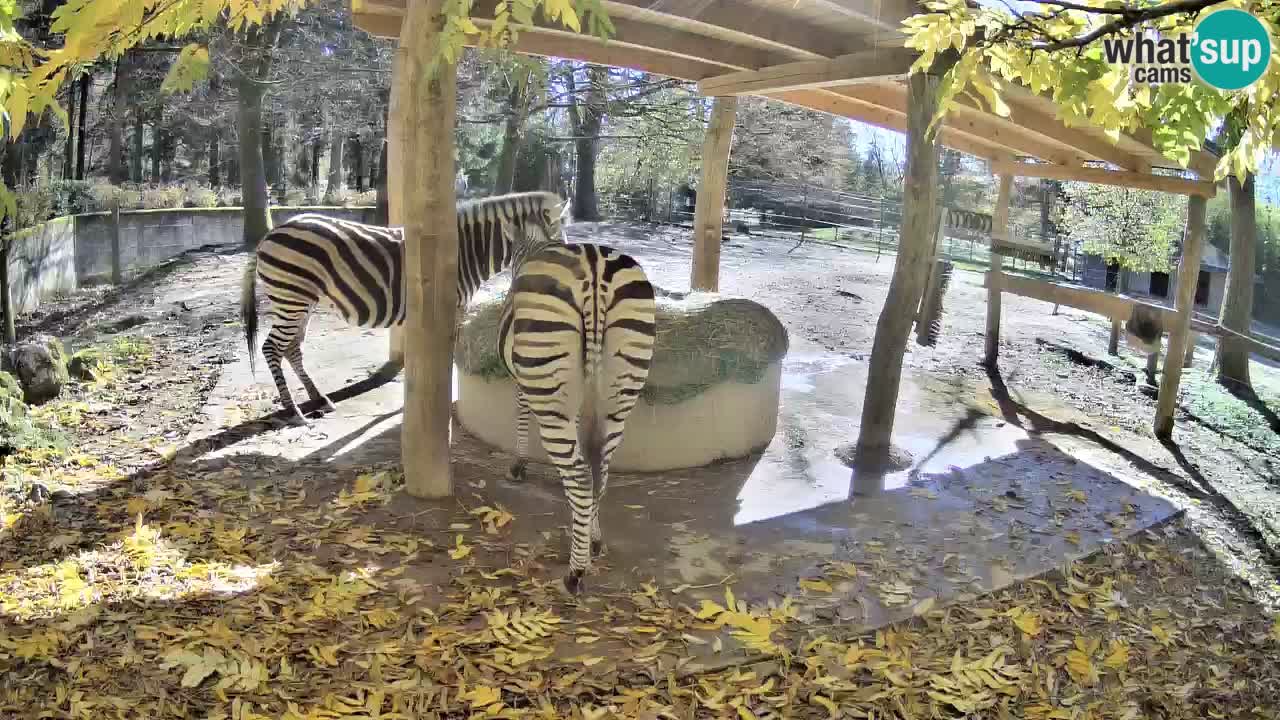 Web kamera uživo Zebras u ZOO Ljubljana – Slovenija