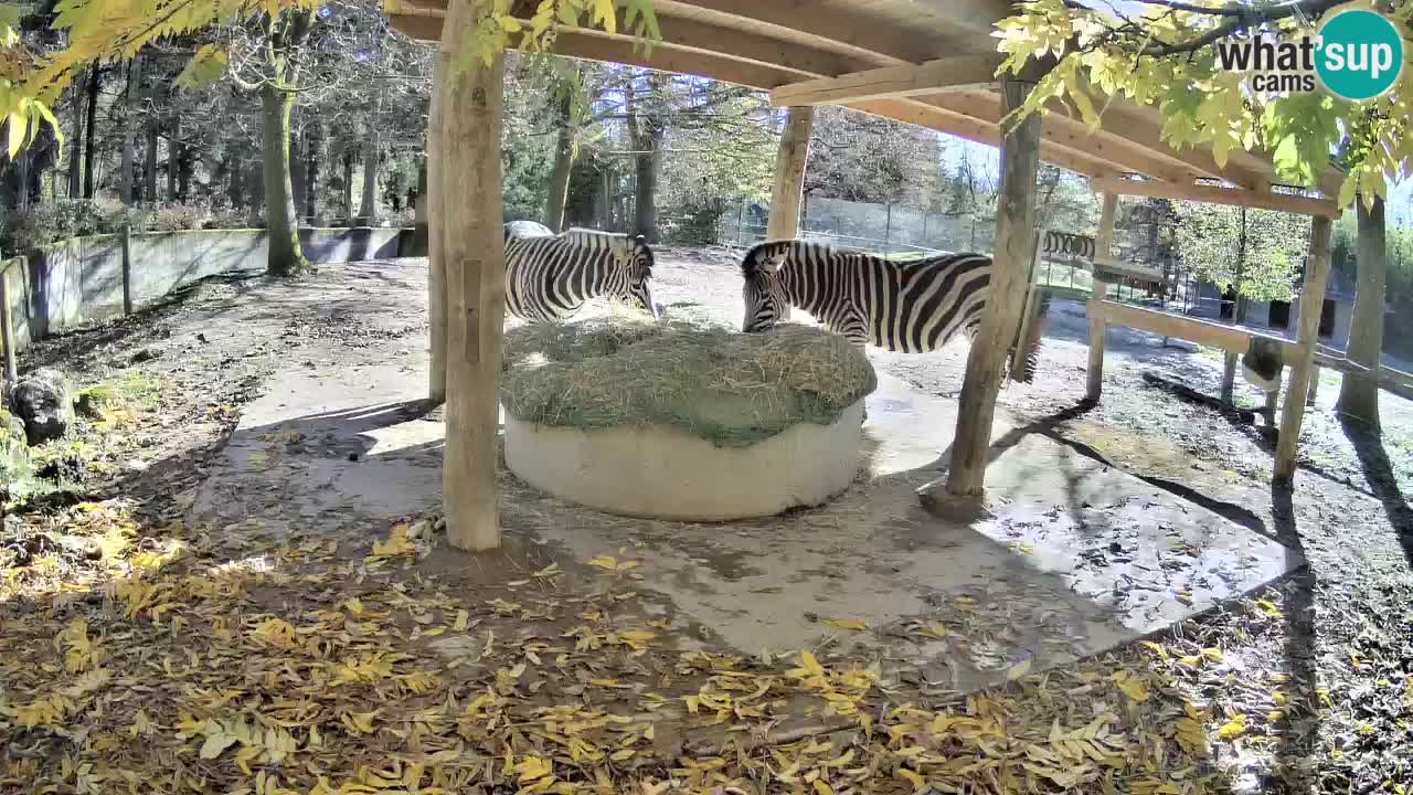 Le Zebre nello ZOO di Ljubljana – Slovenia Live webcam