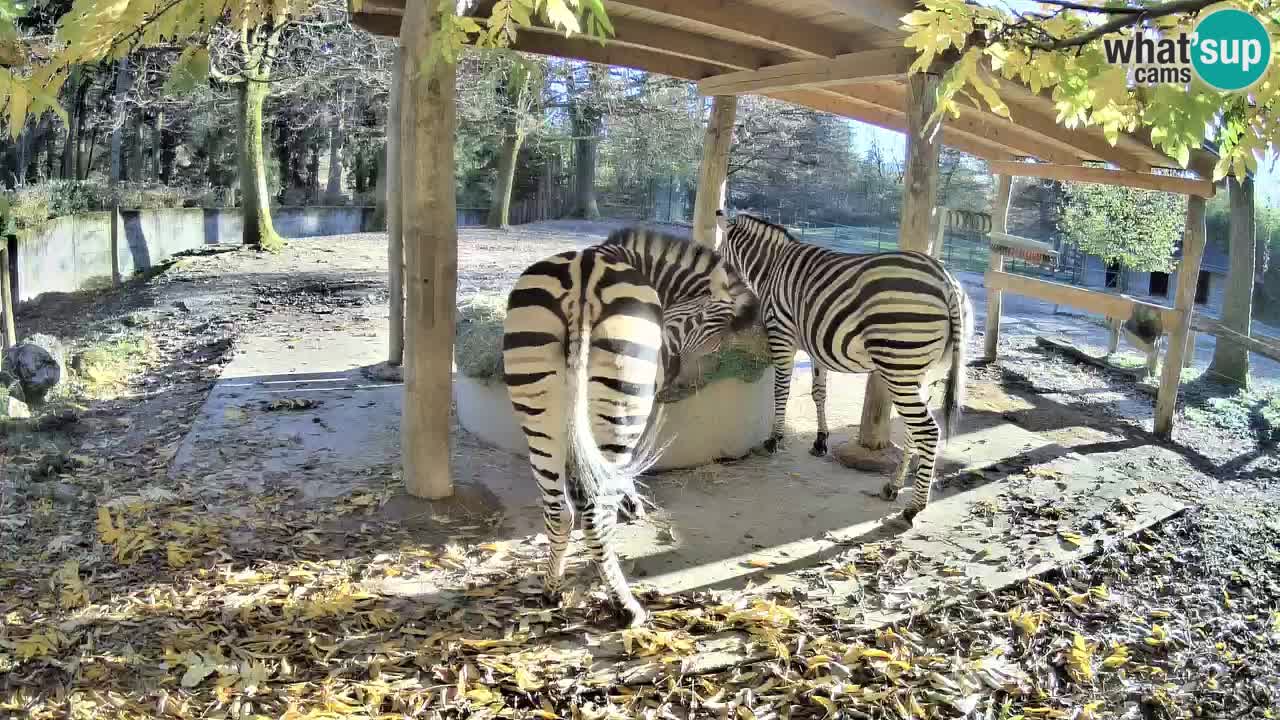 Le Zebre nello ZOO di Ljubljana – Slovenia Live webcam