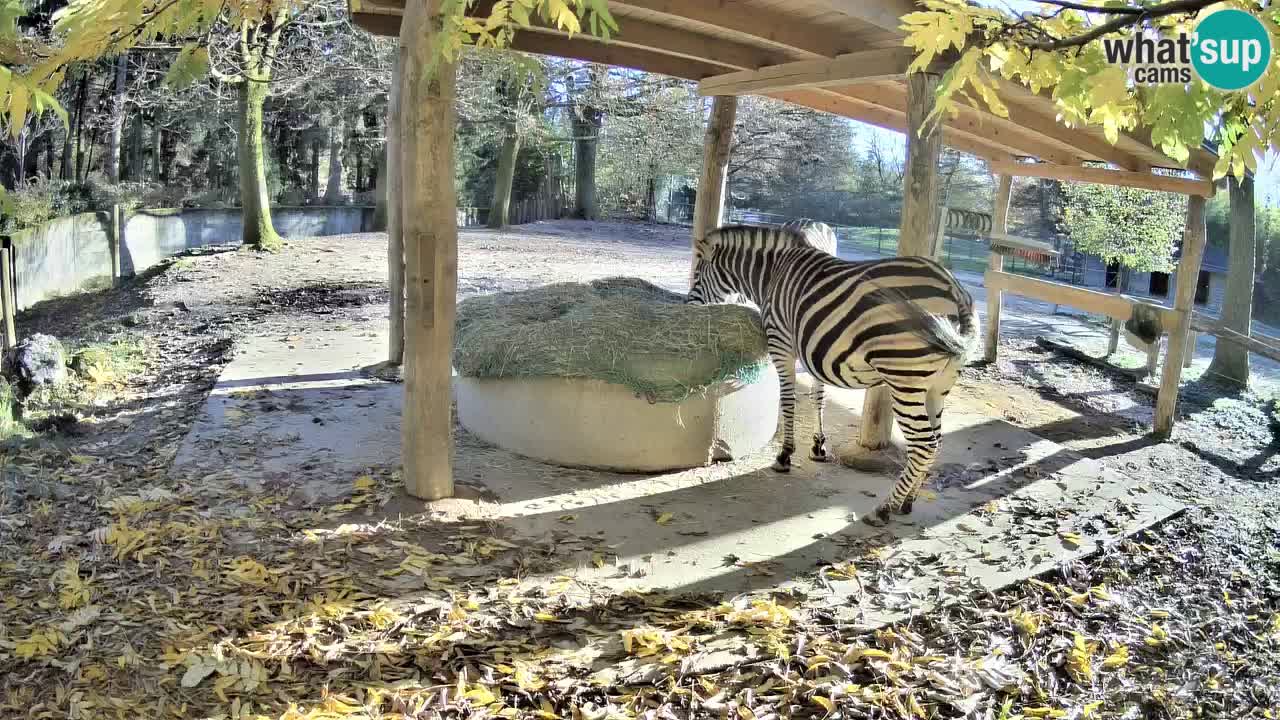 Live webcam Les zèbres in Ljubljana ZOO – Slovénie