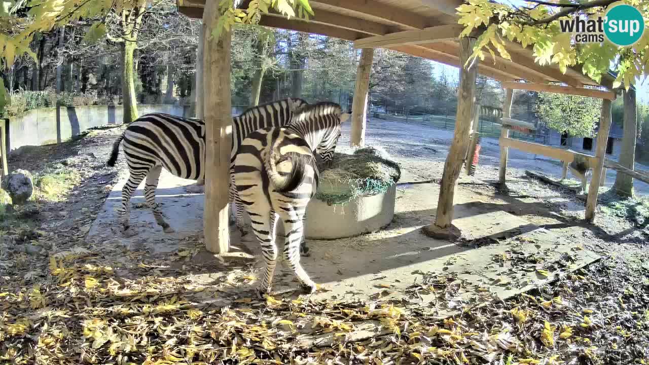 Web kamera uživo Zebras u ZOO Ljubljana – Slovenija