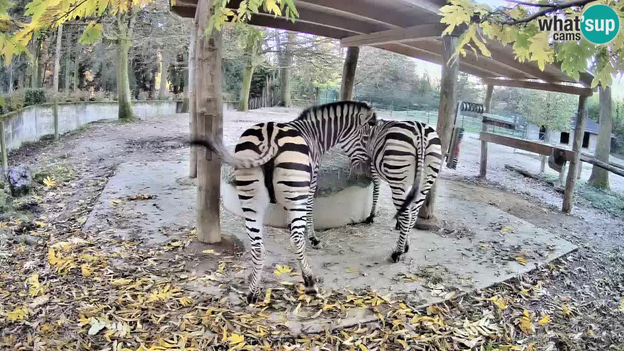 Camera en vivo Cebras in Ljubljana ZOO – Eslovenia