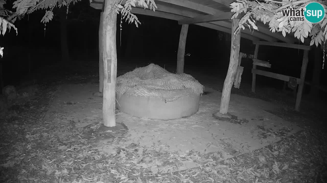 Live webcam Les zèbres in Ljubljana ZOO – Slovénie