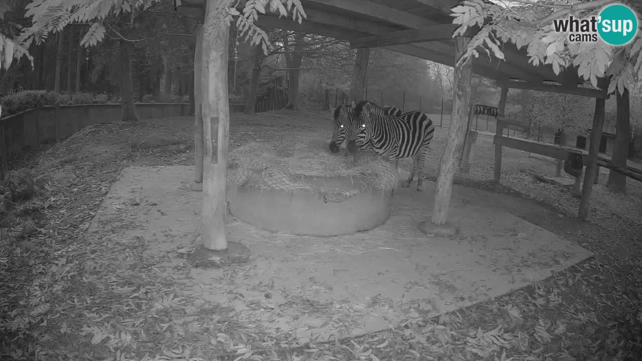 Camera en vivo Cebras in Ljubljana ZOO – Eslovenia