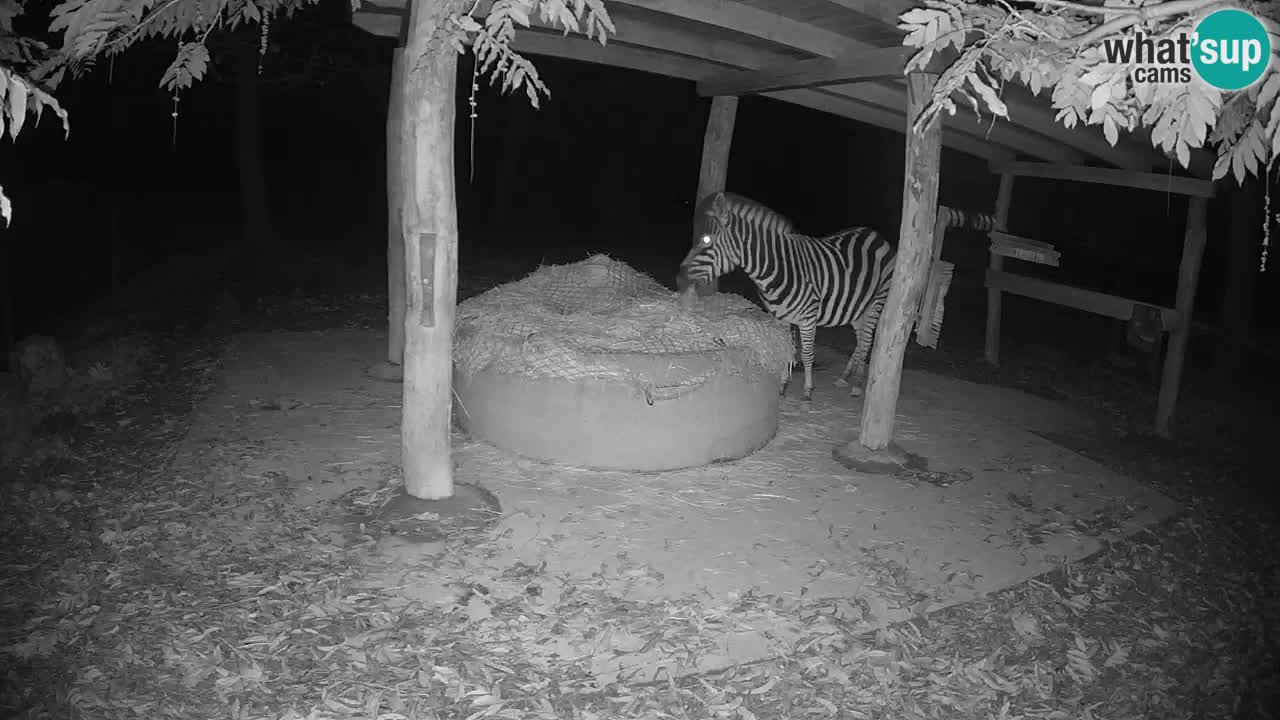 Web kamera uživo Zebras u ZOO Ljubljana – Slovenija