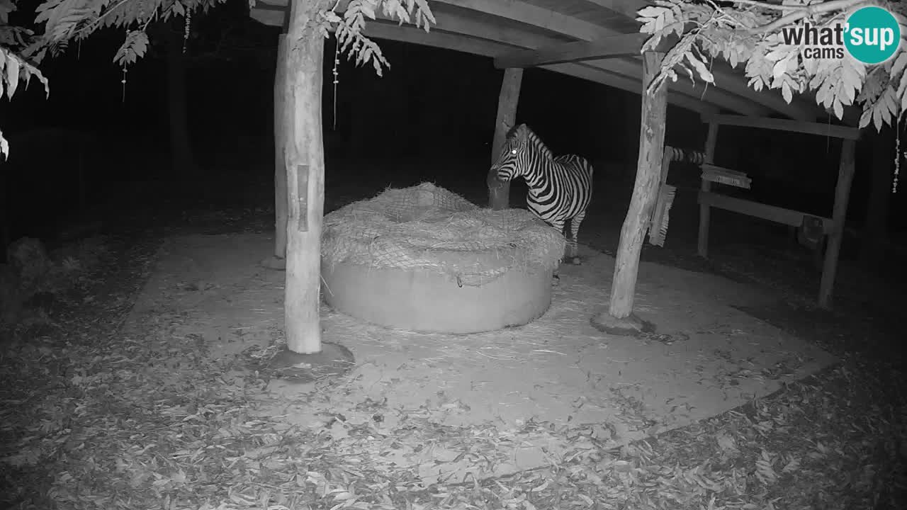 Live webcam Les zèbres in Ljubljana ZOO – Slovénie