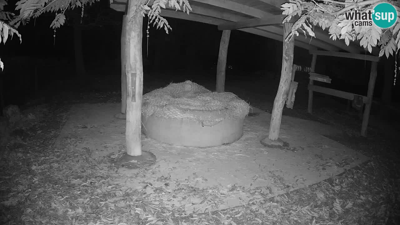 Le Zebre nello ZOO di Ljubljana – Slovenia Live webcam