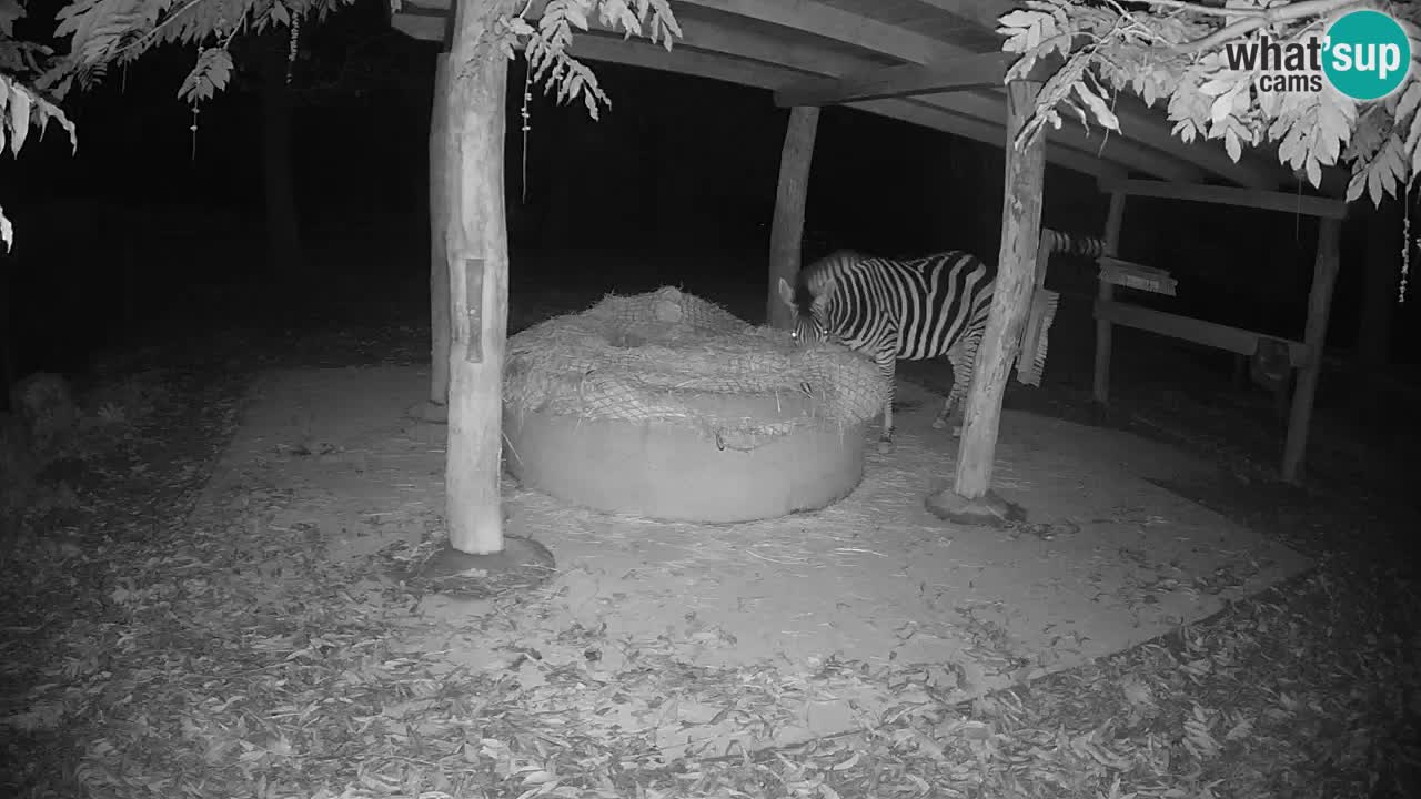 Web kamera uživo Zebras u ZOO Ljubljana – Slovenija
