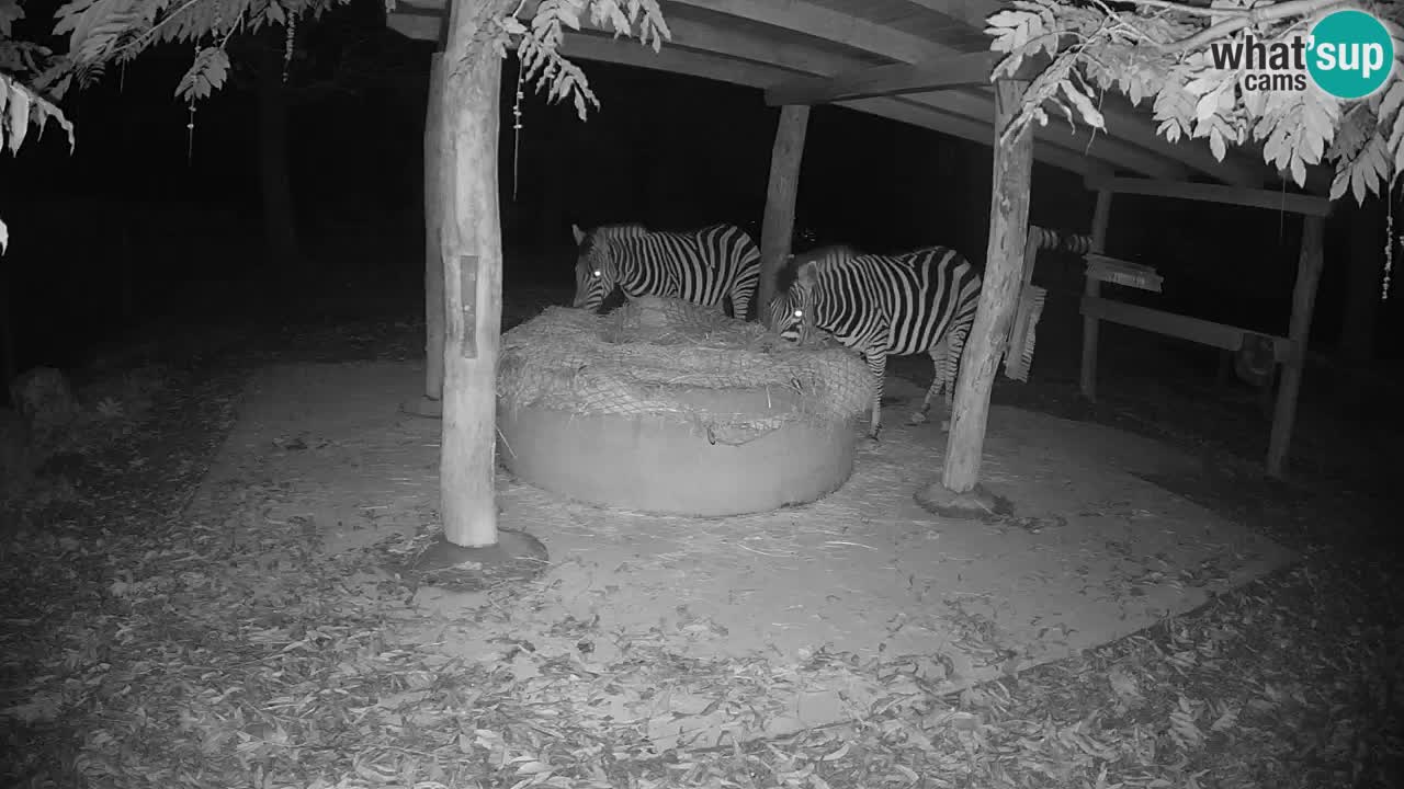 Camera en vivo Cebras in Ljubljana ZOO – Eslovenia