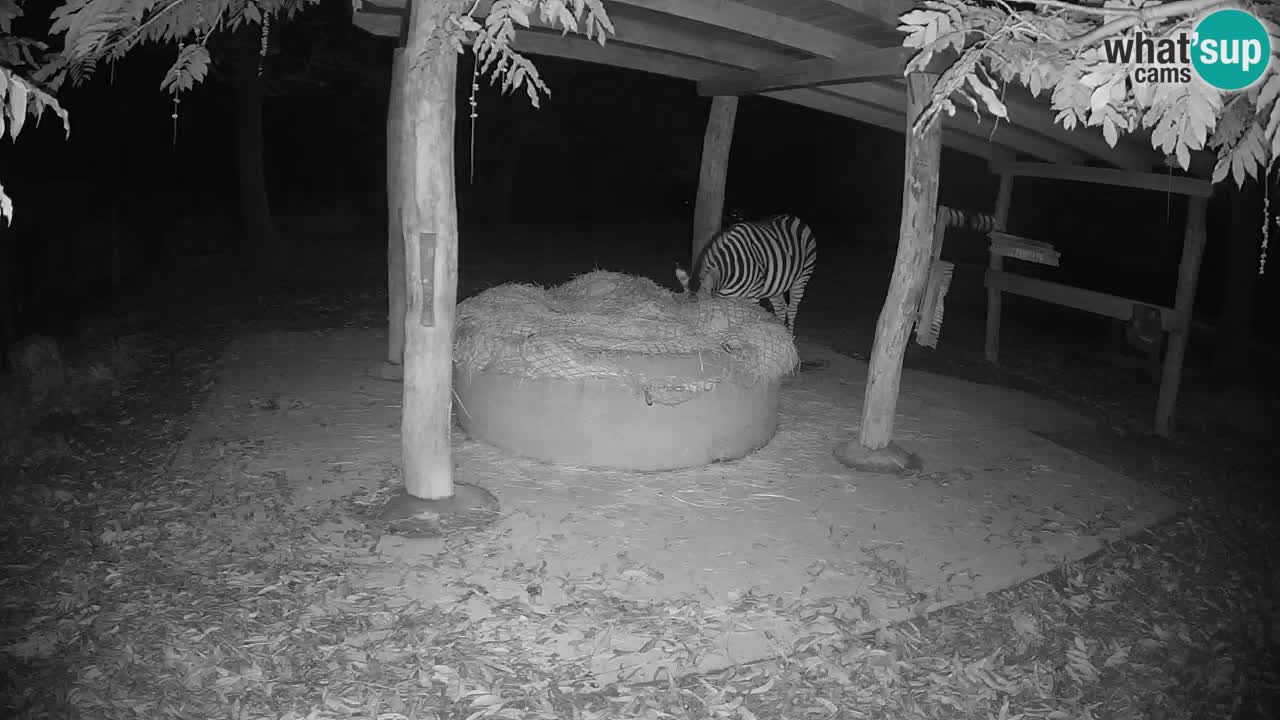 Live Webcam Zebras in Ljubljana ZOO – Slowenien