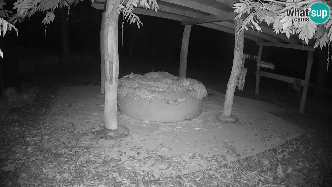 Camera en vivo Cebras in Ljubljana ZOO – Eslovenia