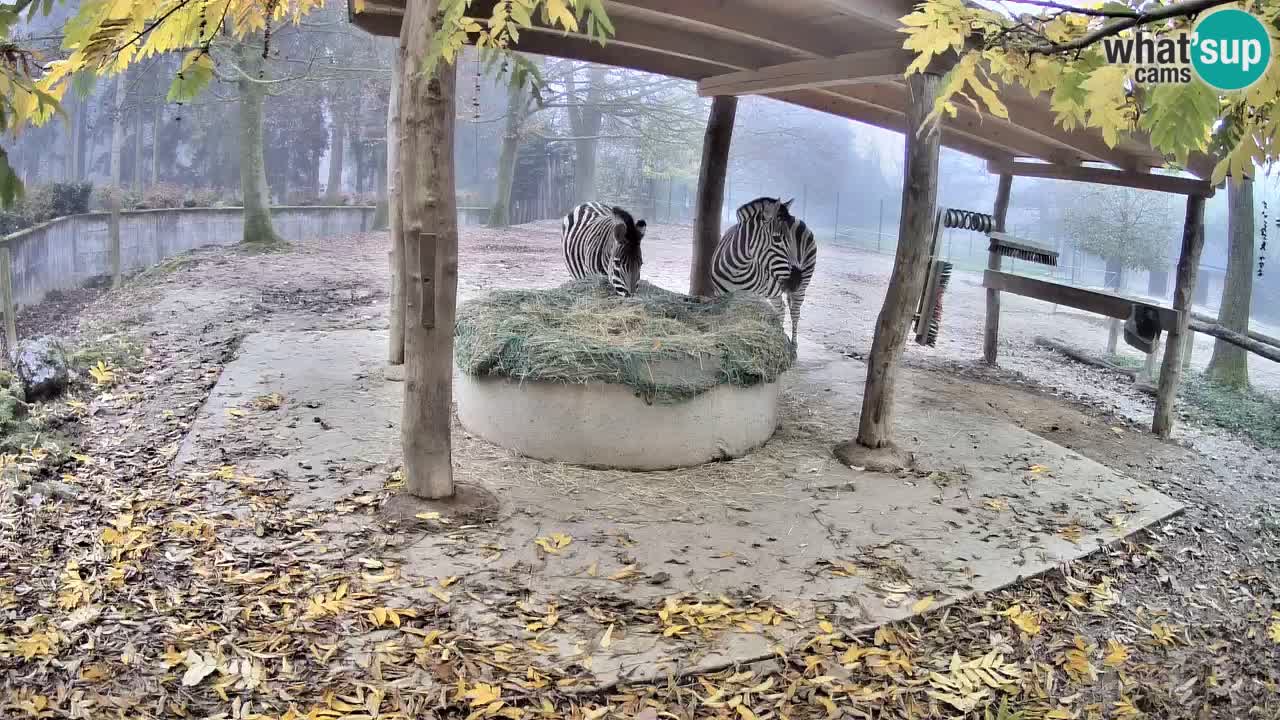 Camera en vivo Cebras in Ljubljana ZOO – Eslovenia
