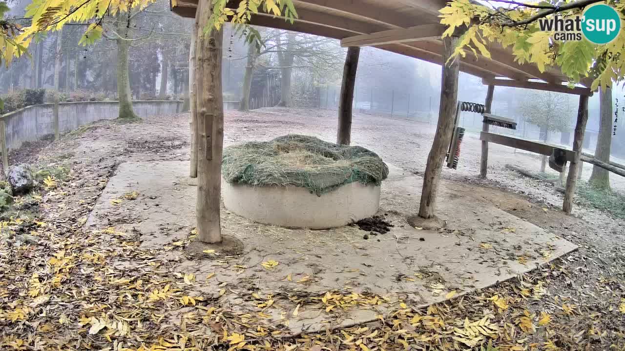 Camera en vivo Cebras in Ljubljana ZOO – Eslovenia
