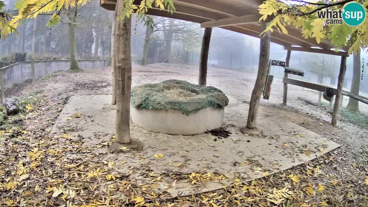 Live Webcam Zebras in Ljubljana ZOO – Slowenien