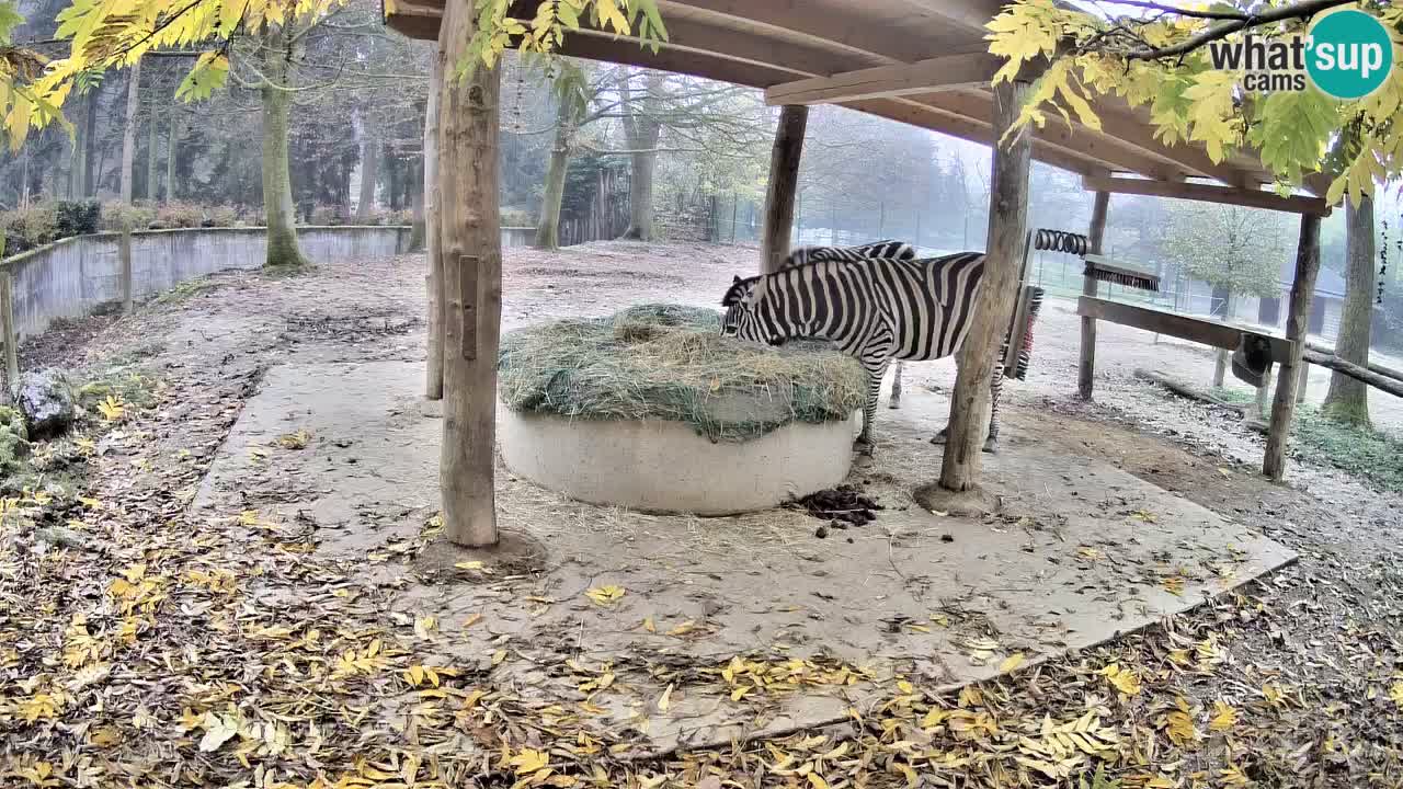 Zebre v živo v živalskem vrtu Ljubljana ZOO spletne kamere