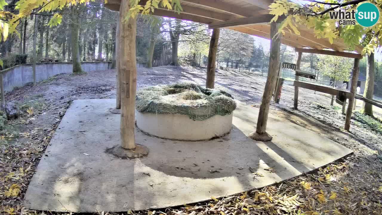Live webcam Zebras in Ljubljana ZOO – Slovenia