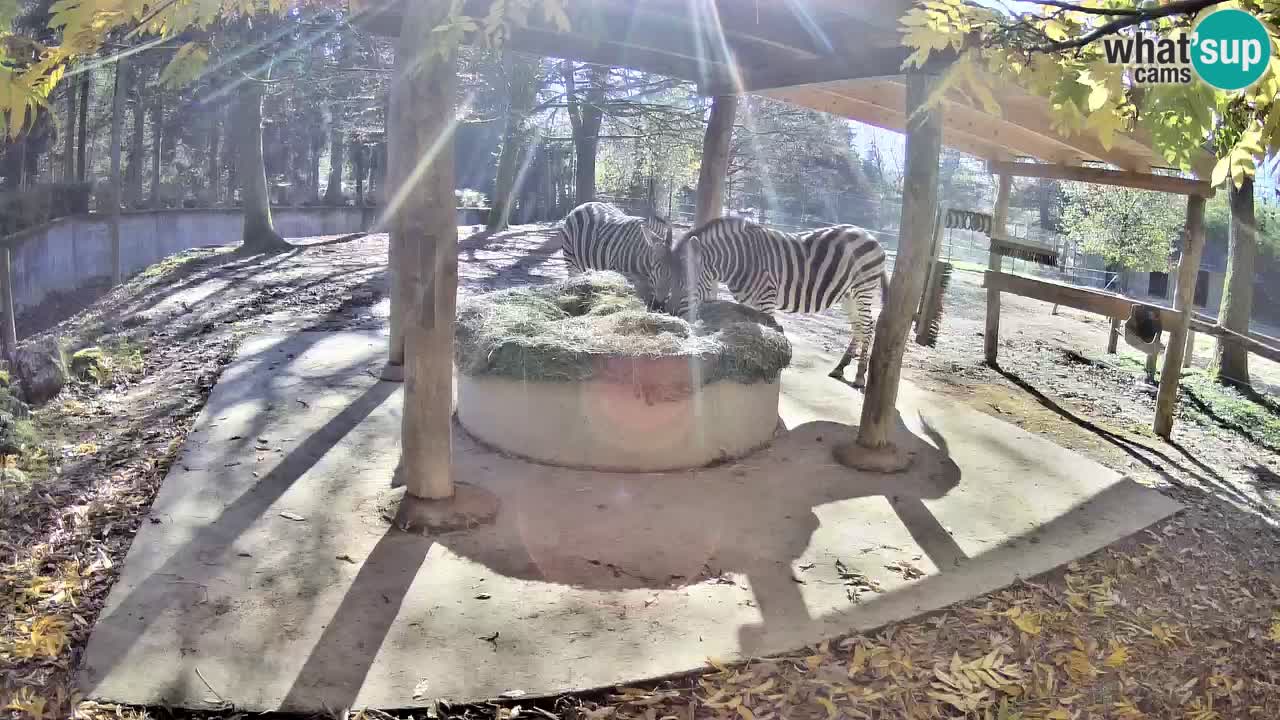 Web kamera uživo Zebras u ZOO Ljubljana – Slovenija
