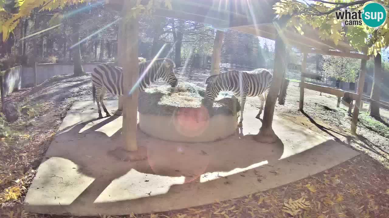 Camera en vivo Cebras in Ljubljana ZOO – Eslovenia