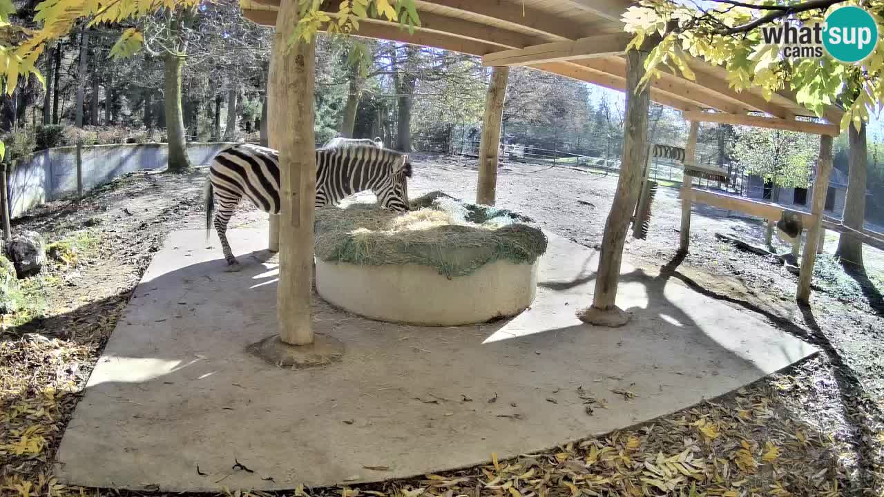 Live webcam Zebras in Ljubljana ZOO – Slovenia
