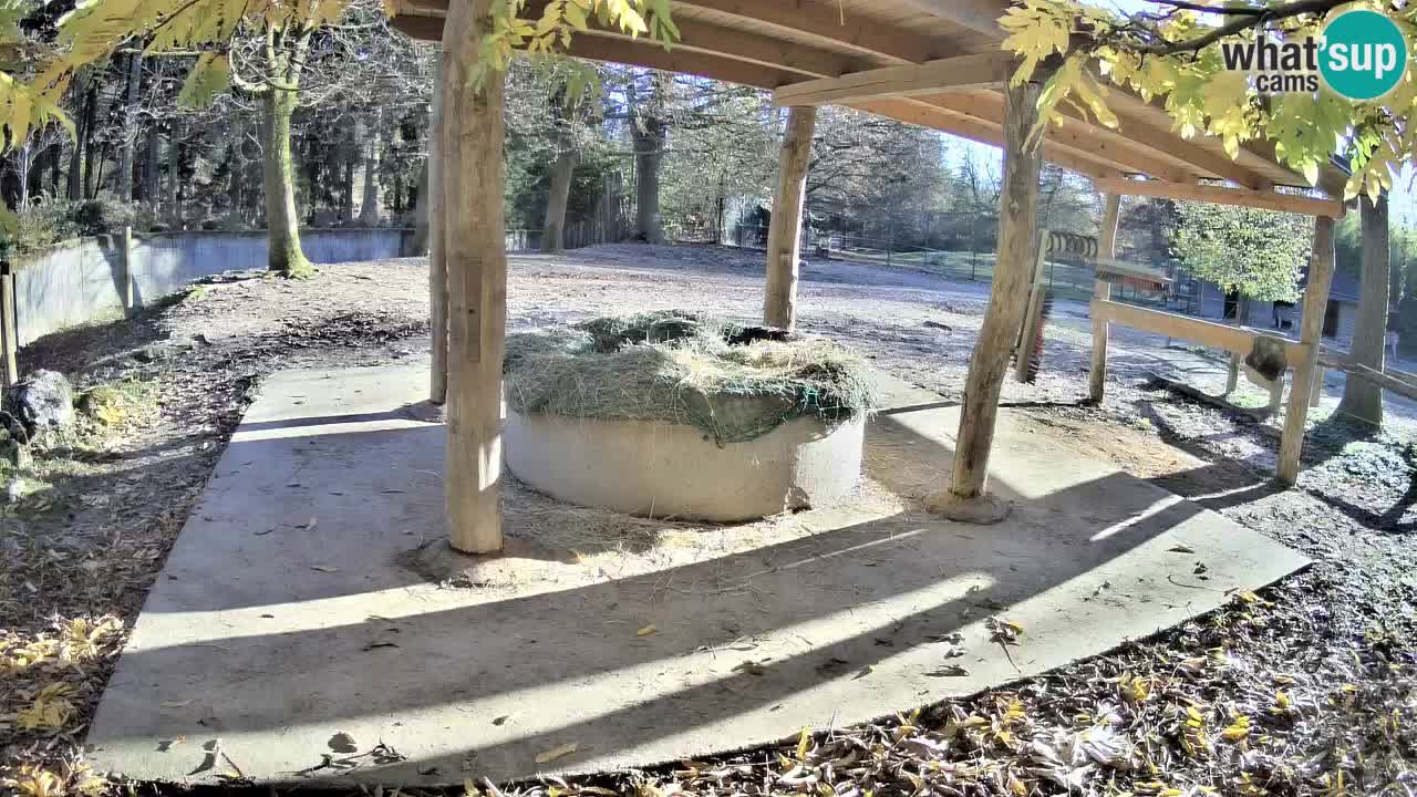 Live webcam Zebras in Ljubljana ZOO – Slovenia