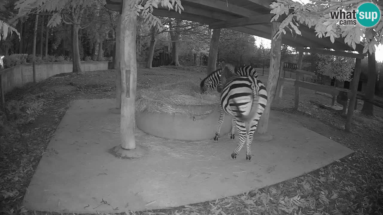 Live webcam Zebras in Ljubljana ZOO – Slovenia