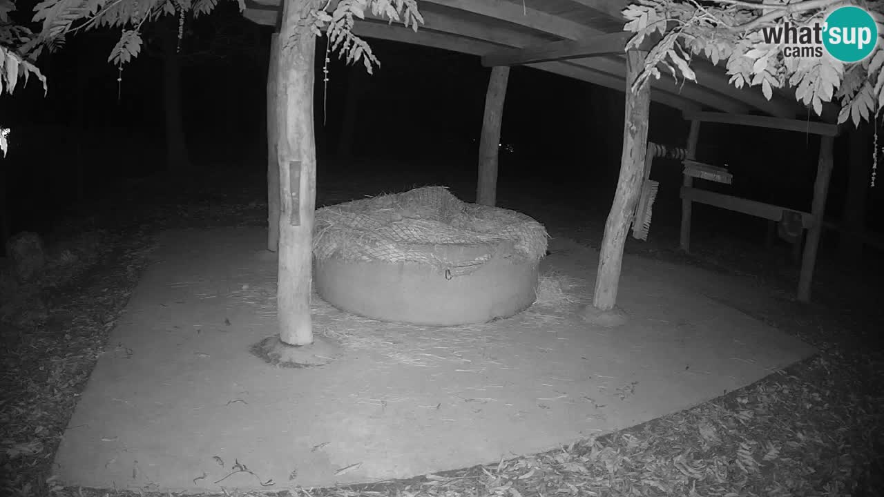 Live Webcam Zebras in Ljubljana ZOO – Slowenien