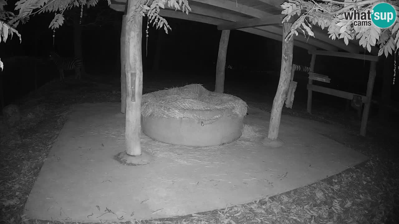 Live webcam Zebras in Ljubljana ZOO – Slovenia