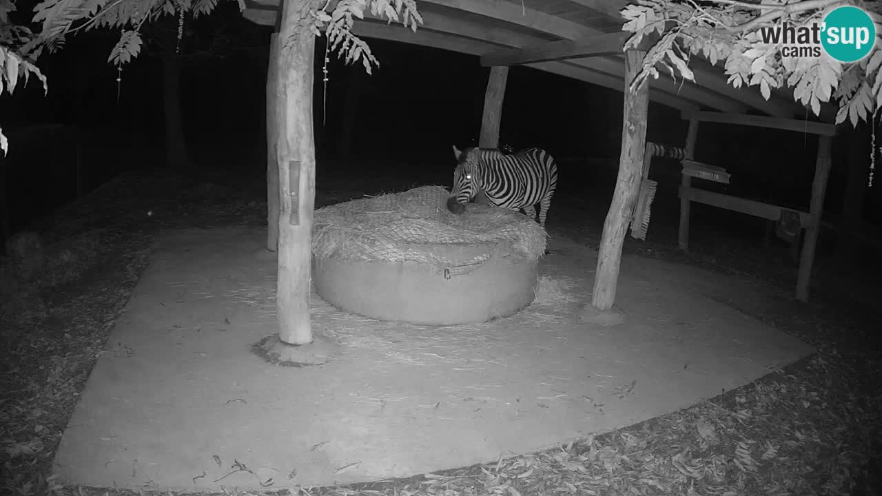 Camera en vivo Cebras in Ljubljana ZOO – Eslovenia