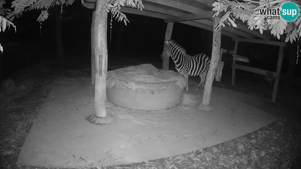 Live webcam Zebras in Ljubljana ZOO – Slovenia