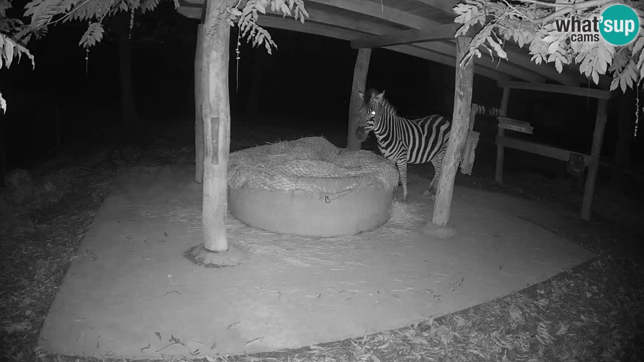 Camera en vivo Cebras in Ljubljana ZOO – Eslovenia