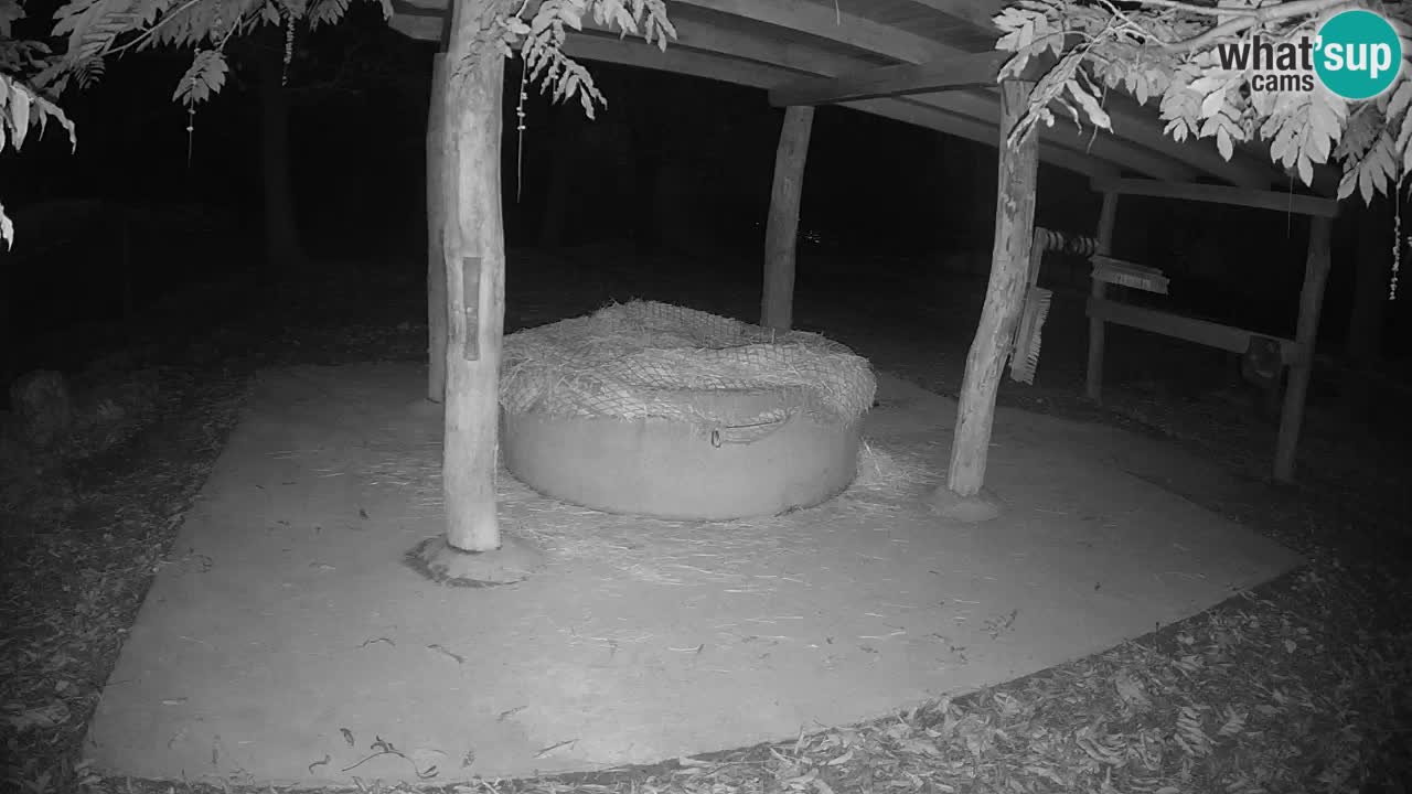 Zebre v živo v živalskem vrtu Ljubljana ZOO spletne kamere