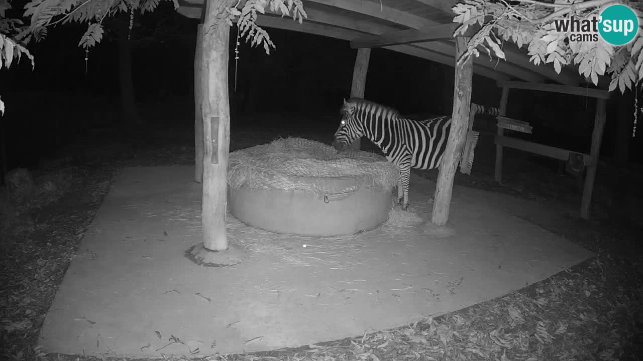 Live webcam Zebras in Ljubljana ZOO – Slovenia