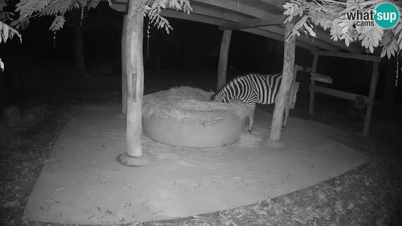Live webcam Les zèbres in Ljubljana ZOO – Slovénie