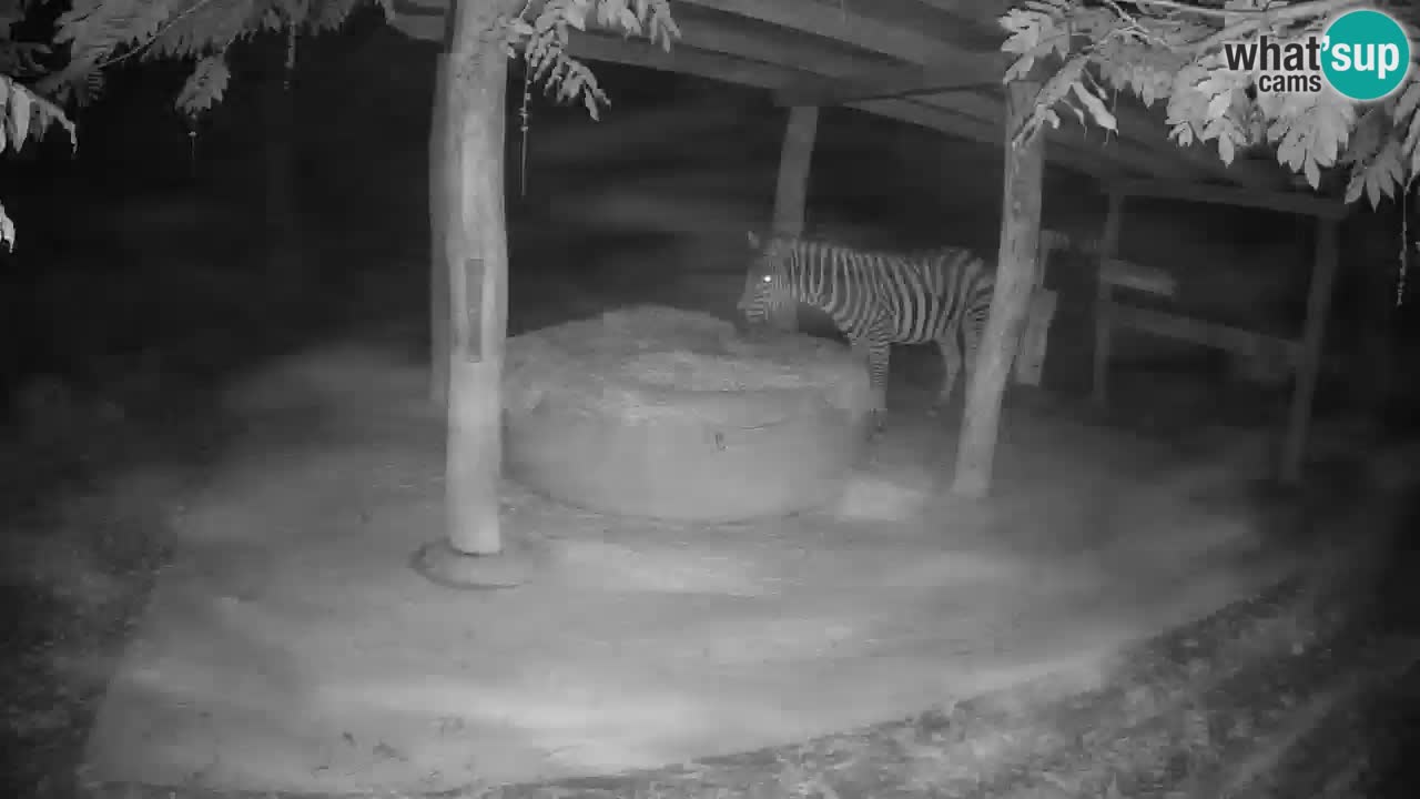 Camera en vivo Cebras in Ljubljana ZOO – Eslovenia