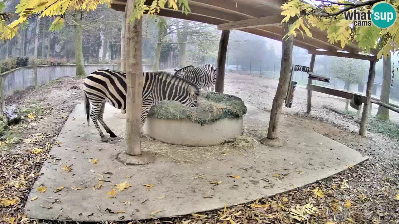 Live Webcam Zebras in Ljubljana ZOO – Slowenien