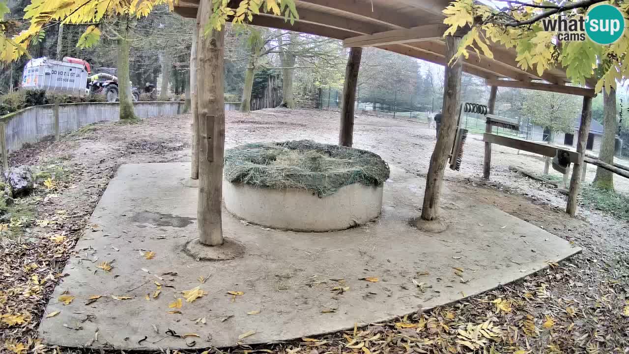 Live webcam Zebras in Ljubljana ZOO – Slovenia