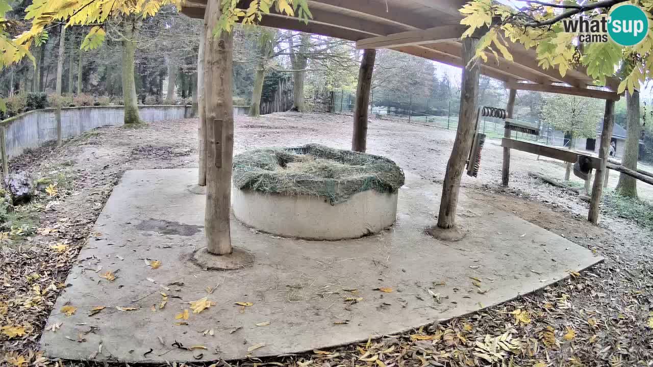 Web kamera uživo Zebras u ZOO Ljubljana – Slovenija