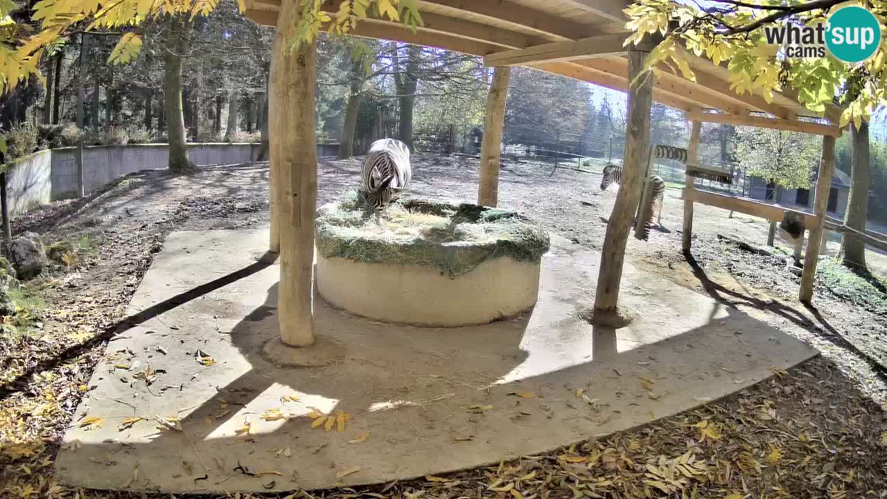 Live webcam Les zèbres in Ljubljana ZOO – Slovénie