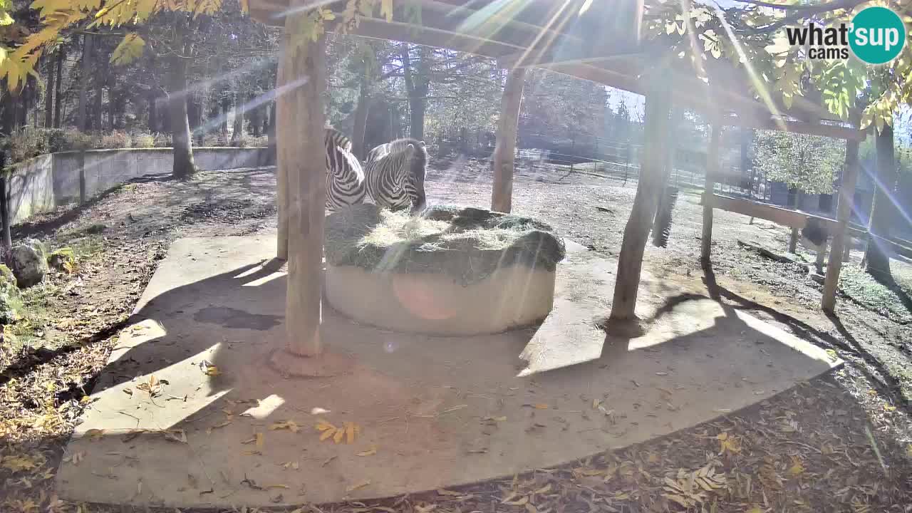 Live webcam Zebras in Ljubljana ZOO – Slovenia