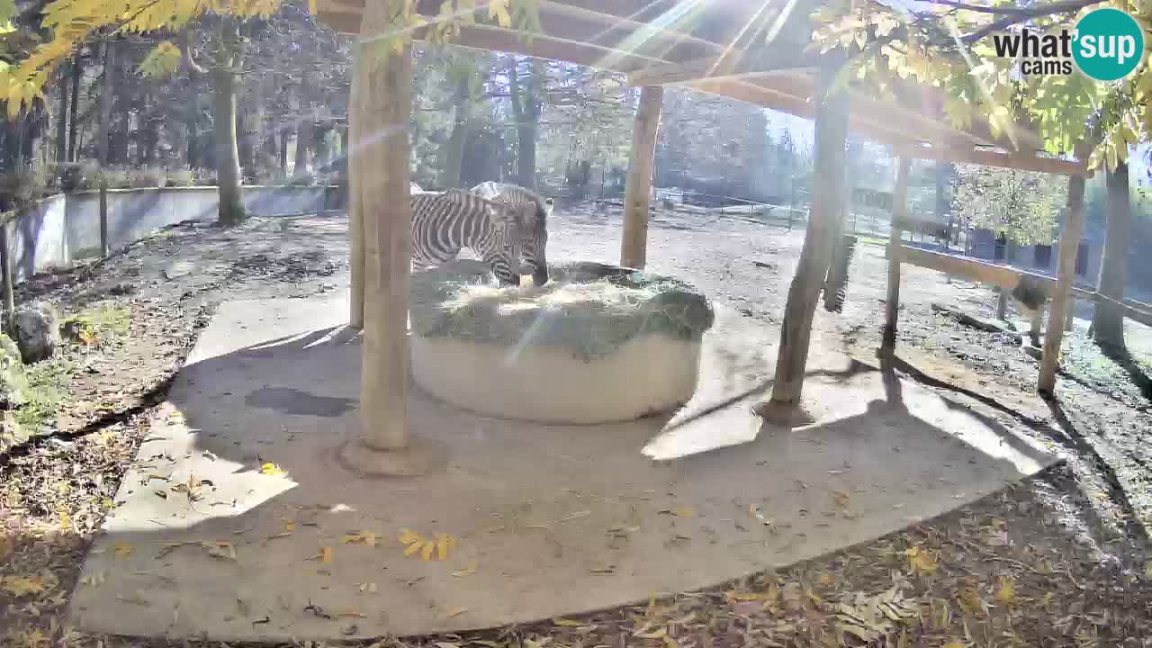 Live webcam Zebras in Ljubljana ZOO – Slovenia