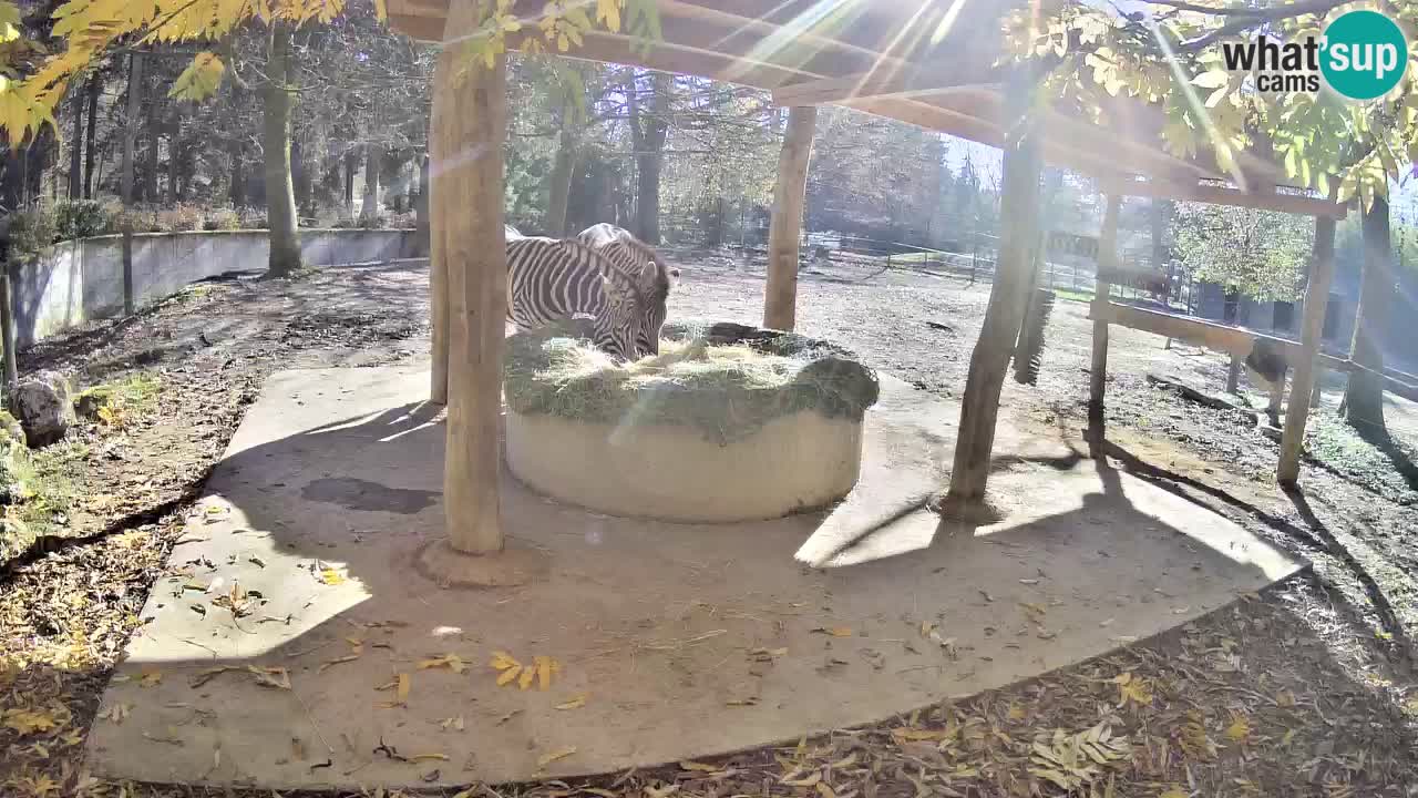 Zebre v živo v živalskem vrtu Ljubljana ZOO spletne kamere