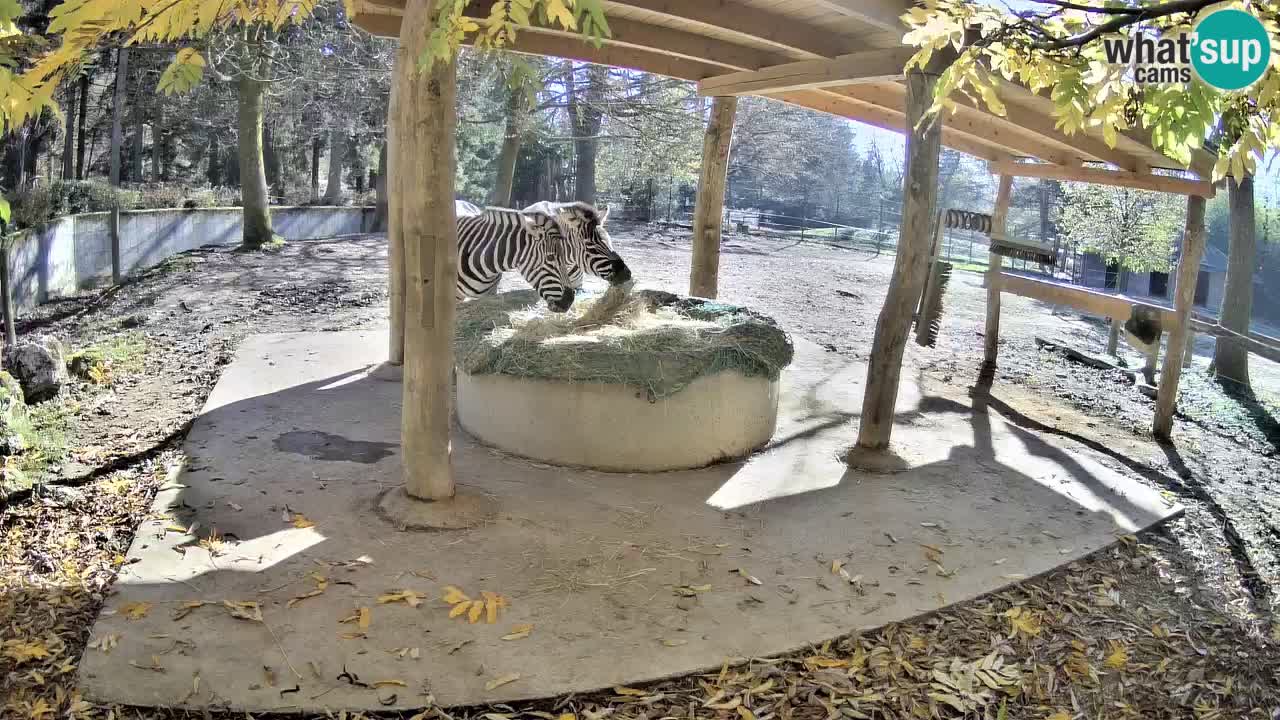 Live Webcam Zebras in Ljubljana ZOO – Slowenien