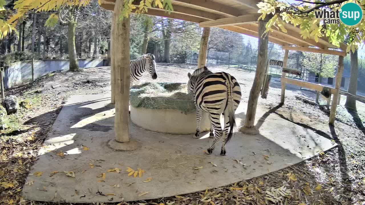 Live Webcam Zebras in Ljubljana ZOO – Slowenien